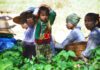 Contadine in Myanmar